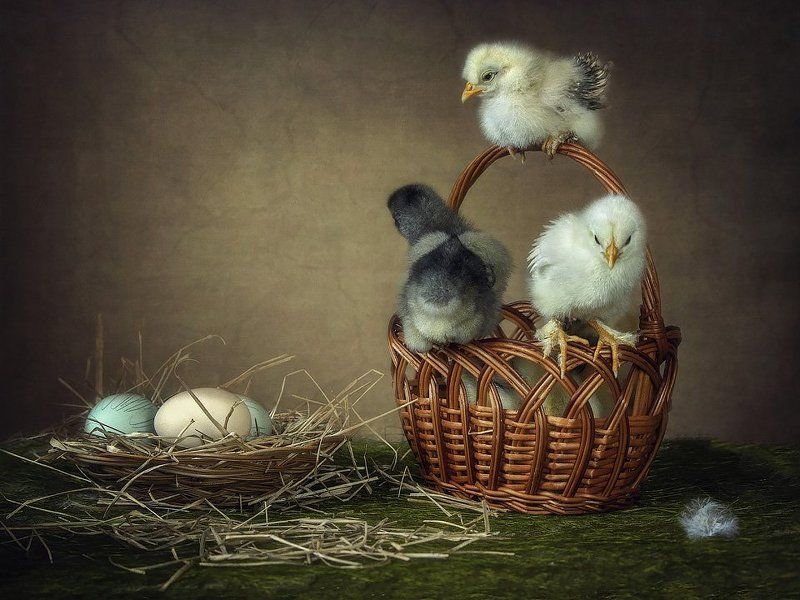 фото, цыплята, корзина, яйца Цыплячьи историиphoto preview