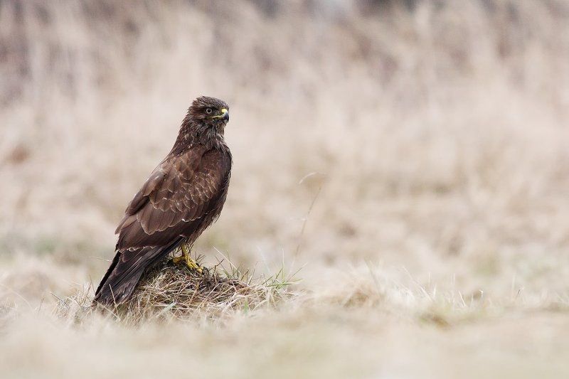 ... фото превью