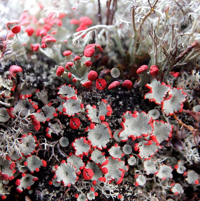 осень, ягель Осенний импрессионизмphoto preview