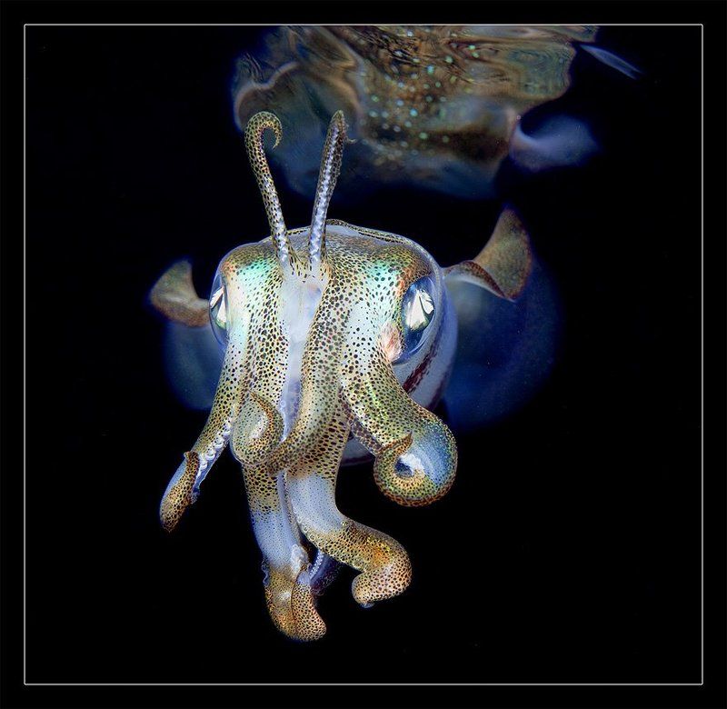 Разрешите представиться - маленькое привидение)photo preview