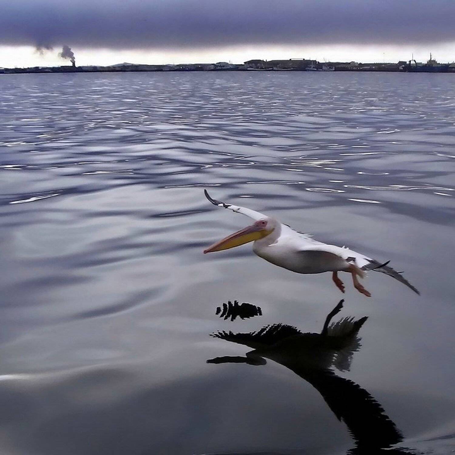 полет. Автор: Vasylevskyy Vitaliy розовый, пеликан, Vasylevskyy Vitaliy
