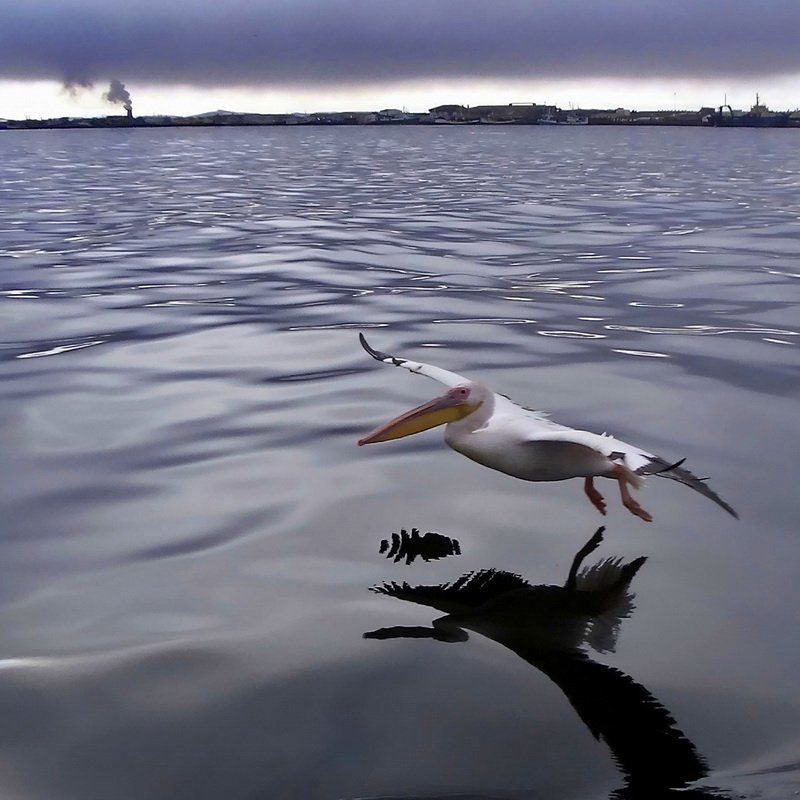 розовый, пеликан полетphoto preview