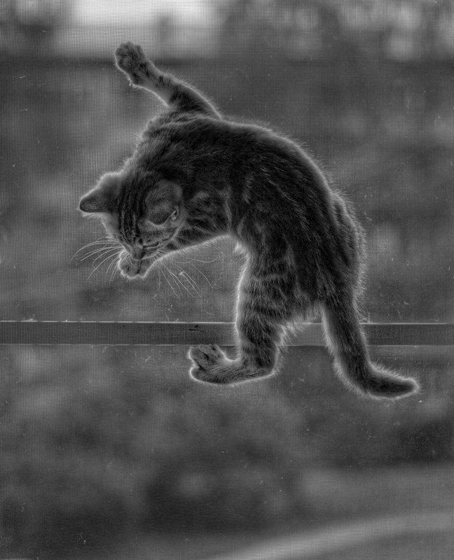 котёнок Кошкобелкоphoto preview