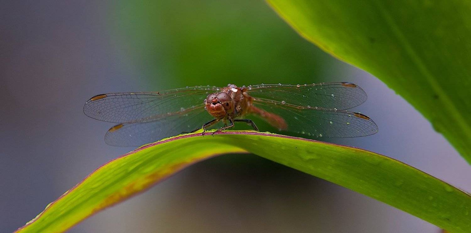 Пережидая дождь. Автор: Сергей стрекоза, дождь, макро, Сергей