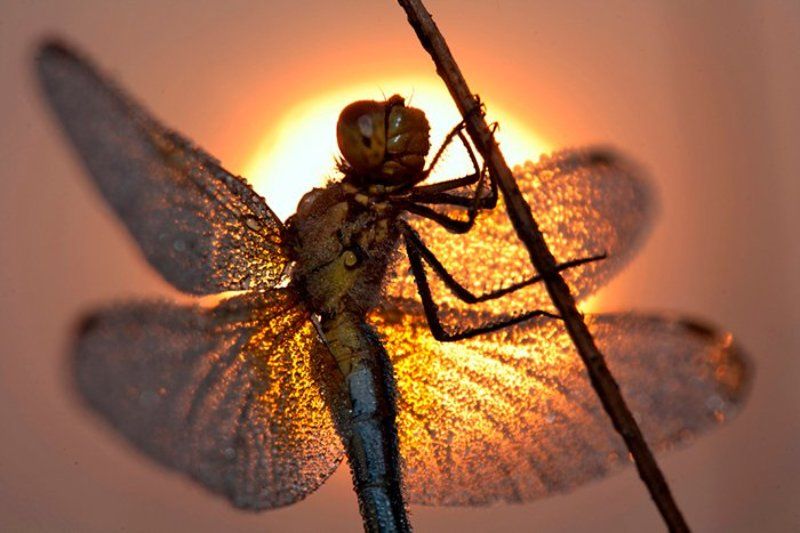 На заре...photo preview