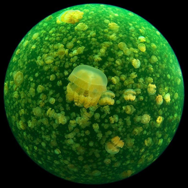 палау, озеро, медуз, циркуляр Планета Медузаphoto preview