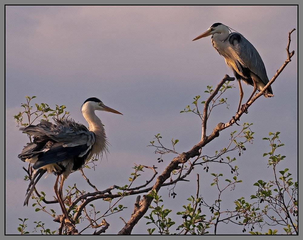 Барышня и хулиган.. Автор: VladimirD цапля, серая, VladimirD