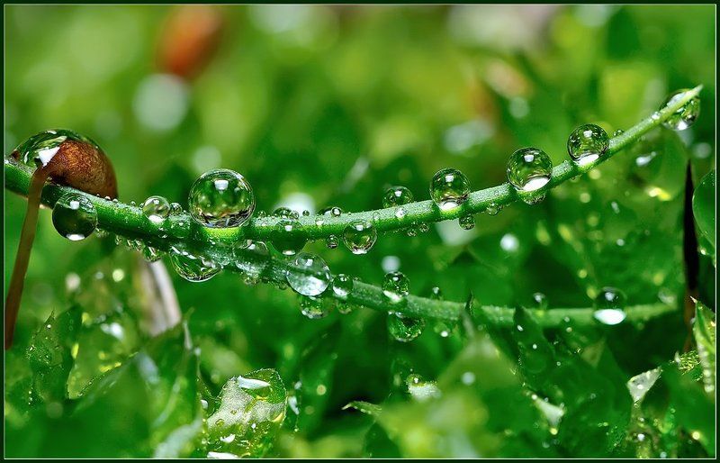 макро,капли,вода, Бриллианты чистой воды.photo preview