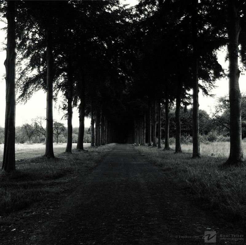 темная, аллея дорога в никудаphoto preview