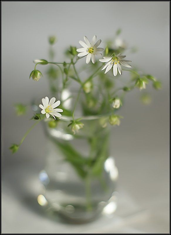 Нежностьphoto preview