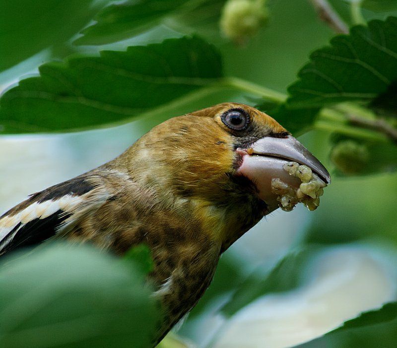 дубонос, птицы Познакомьтесь, дубоносphoto preview