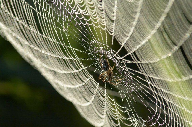 паутина, роса Утренняя паутинкаphoto preview