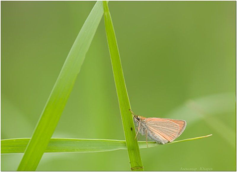 Учитель азбукиphoto preview