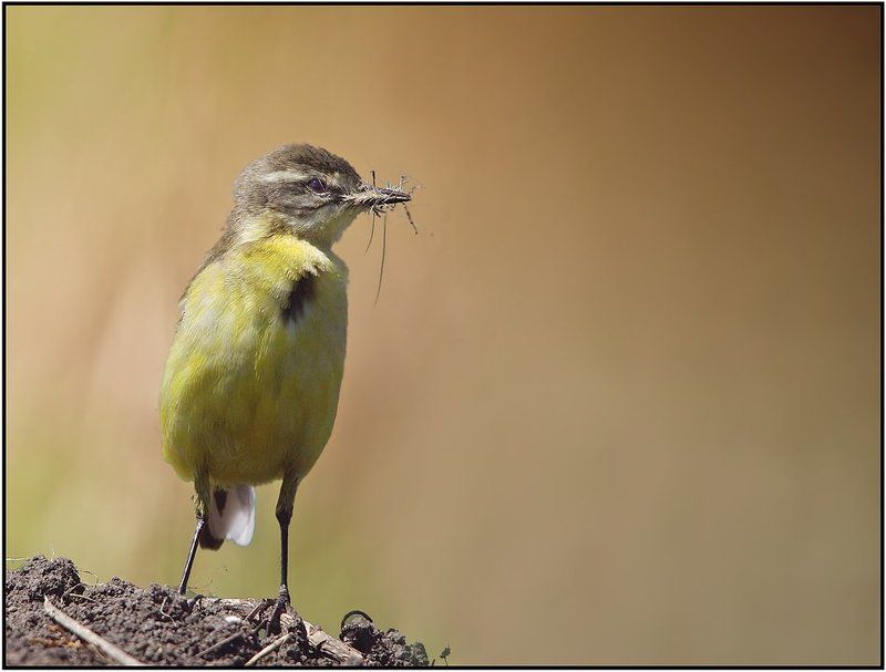 Жёлтая трясогузка (Motacilla flava), самкаphoto preview
