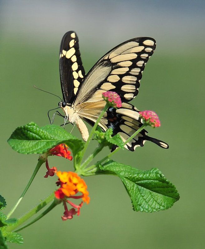 бабочки, макро Бабочки 2photo preview