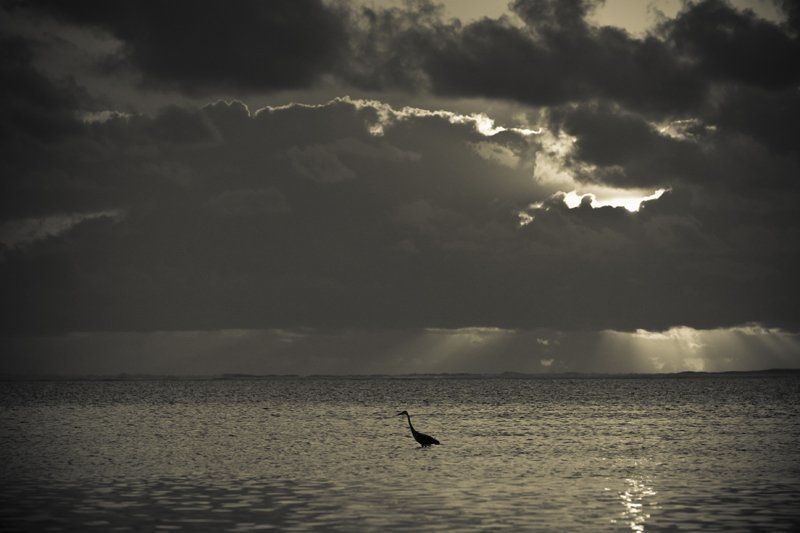 bird, sunrise, dawn Zanzibar at dawnphoto preview