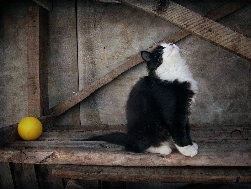 Про котенка и желтый мячик фото превью