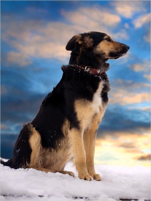 собаки На страже порядкаphoto preview