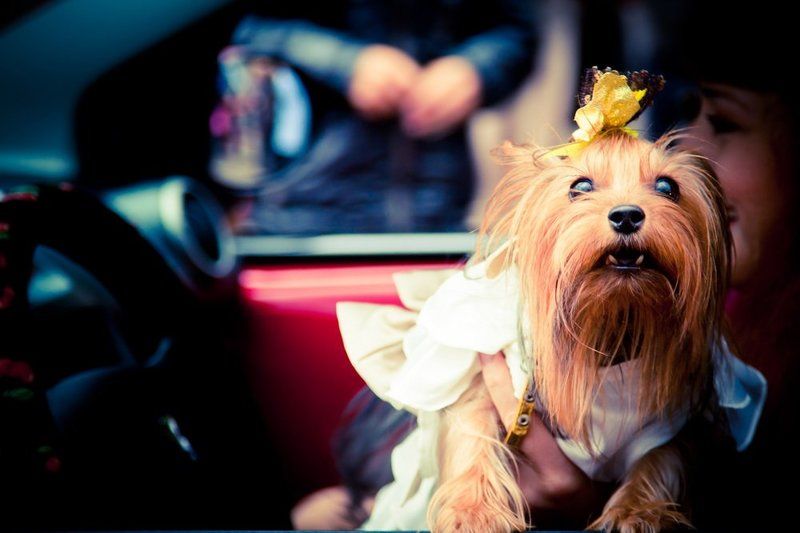 собака, машина, девушка Моськаphoto preview