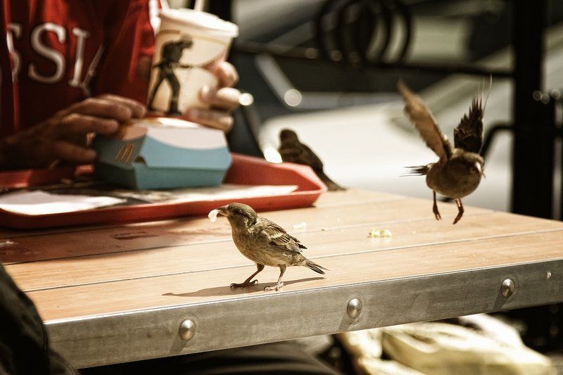 птицы, воробьи, макдональдс То что я люблю..photo preview