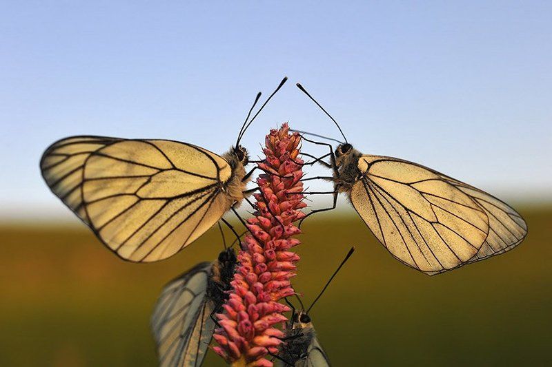 Белянки на закатеphoto preview