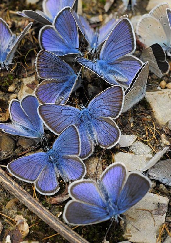 Изобилие голубянок на Демерджиphoto preview