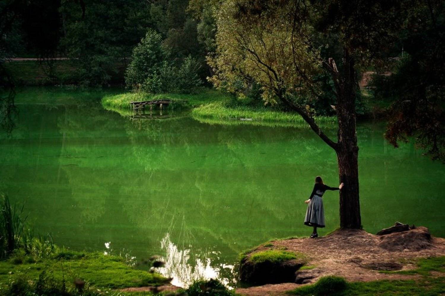 It is my own swamp. Автор: Павел Лялин , Павел Лялин