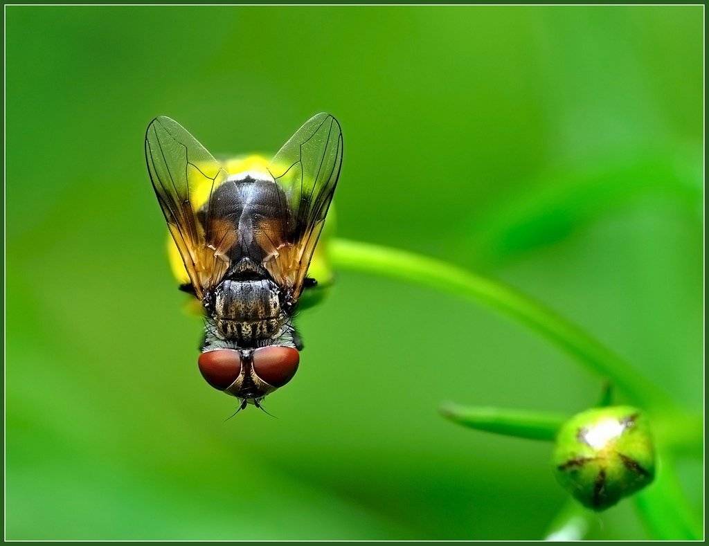 макро,насекомые,муха,, Евгений Кирилкин.