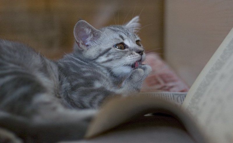 котёнок, кошка Домашнее задание.photo preview