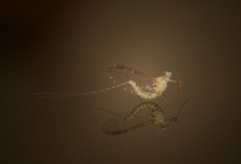 Фантомы короткой жизниphoto preview