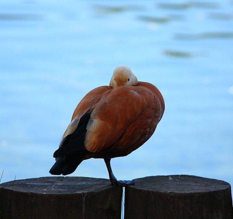 птицы Так теплее...photo preview