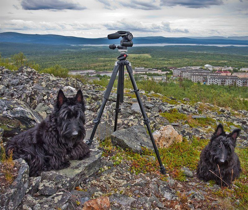 кольский, полуостров, собаки, скотч, терьер photo preview