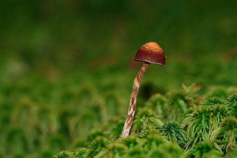 Грибphoto preview