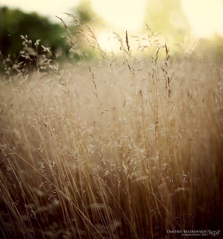 трава, огонь, искры, угли, листья, ягоды Momentsphoto preview