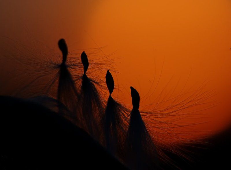 закат В безумном танце на закате...photo preview