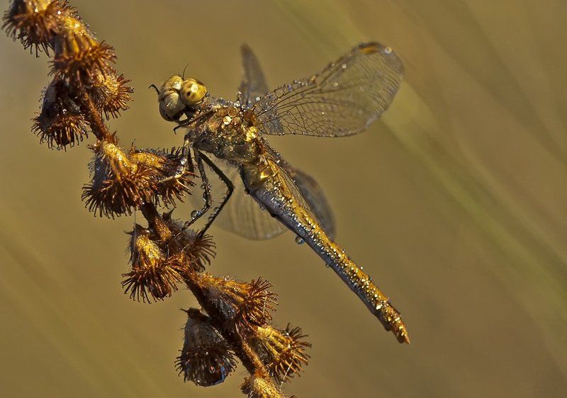 стрекоза Хрустальная...photo preview