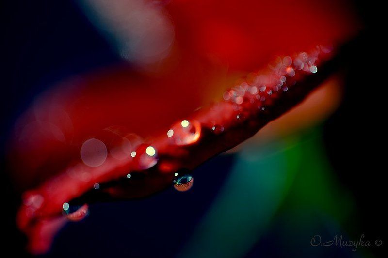 капля, роза, розовый лист. РОЗАвые каплиphoto preview