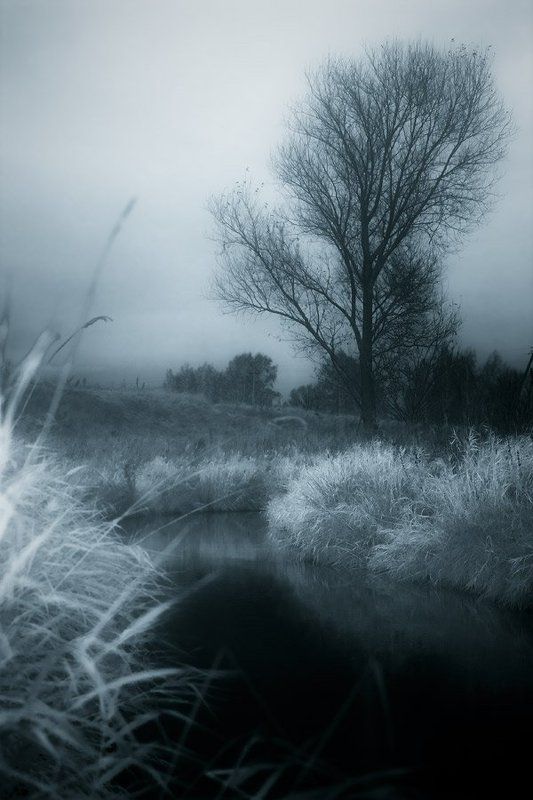 дерево, река, тонирование, осень, трава одиночество№2photo preview