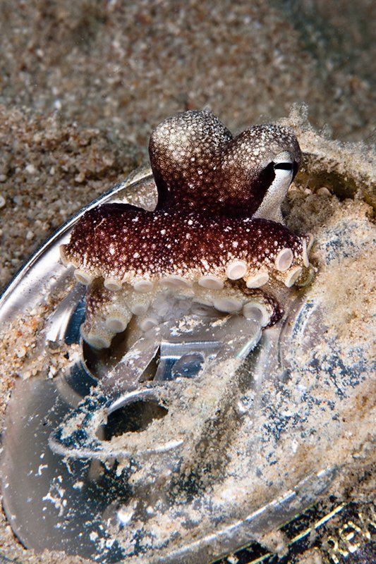 осьминог, пиво, подводная съемка, море пива не-е-е-т! фото превью