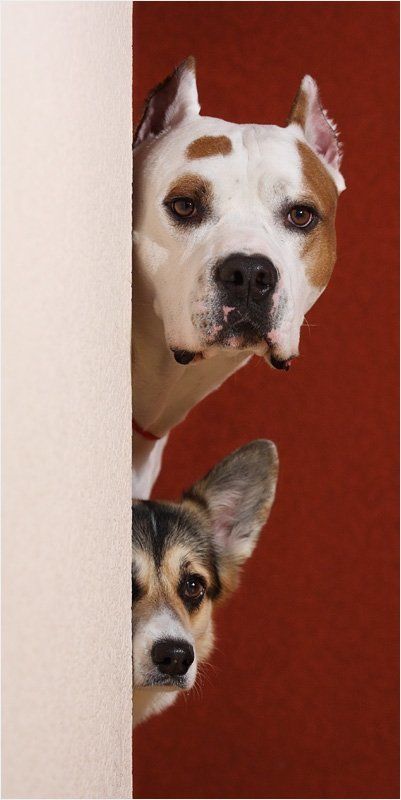 корги ...photo preview