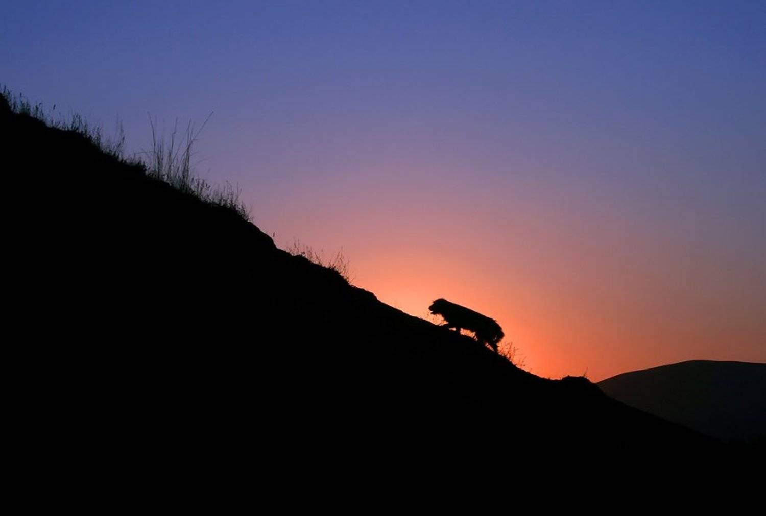 Домой. Автор: Александр Аседач , Александр Аседач