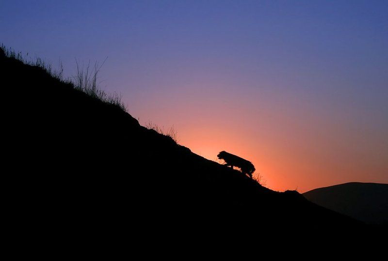 Домойphoto preview