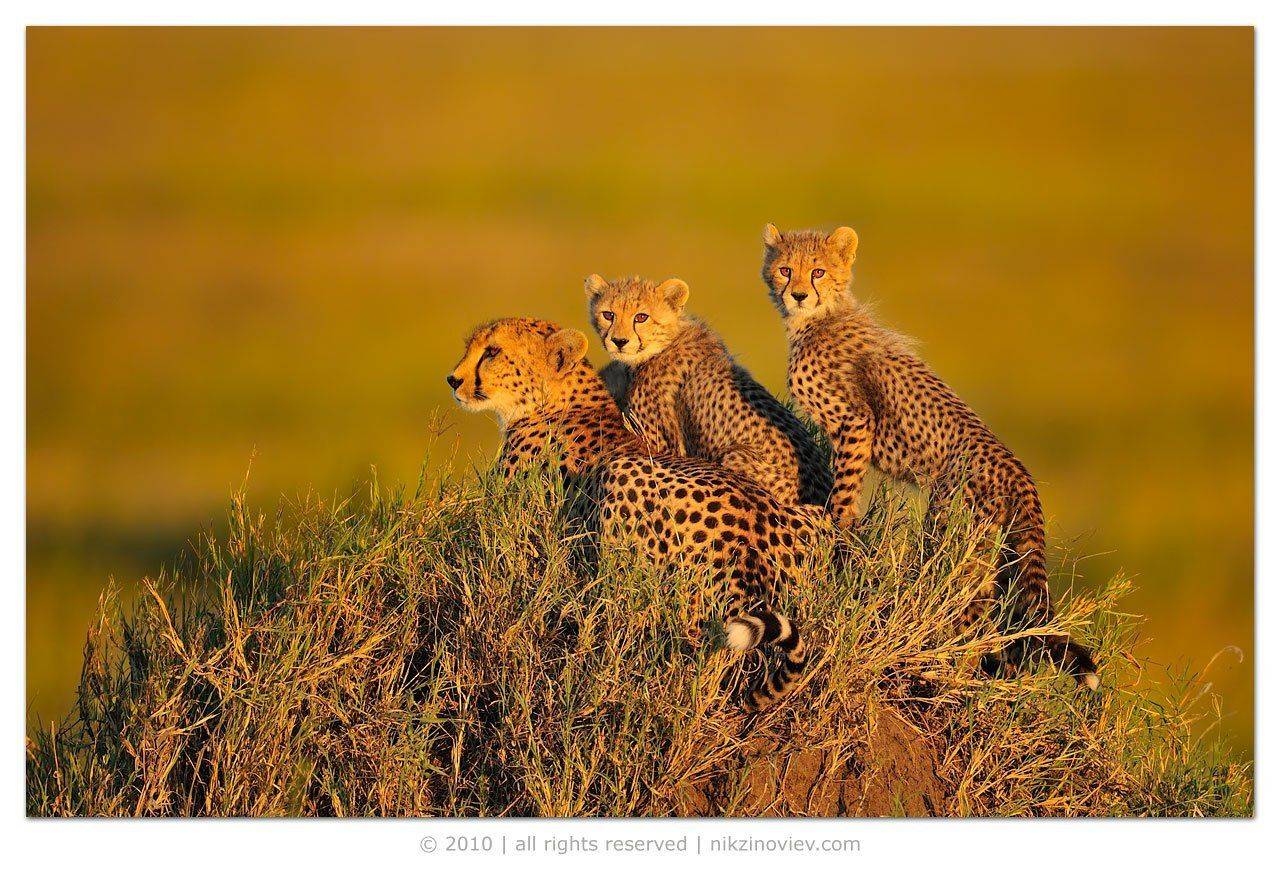 африка, гепард, серенгети, танзания, дикие, животные, зиновьев, николай, Николай Зиновьев