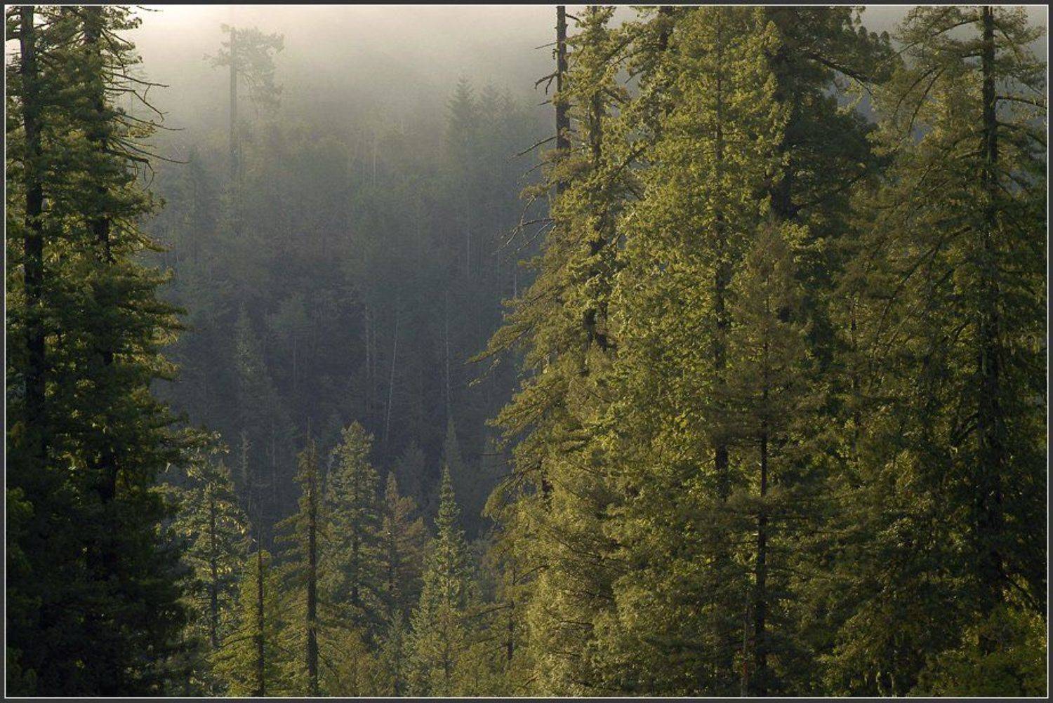 , Alexandre Michourovskii