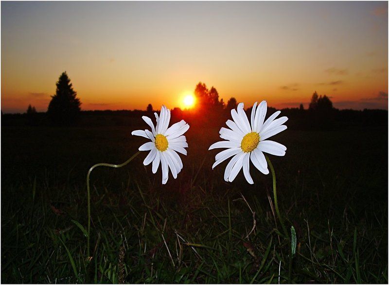 закат,ромашки,влюбленные О ромашковой любви...photo preview