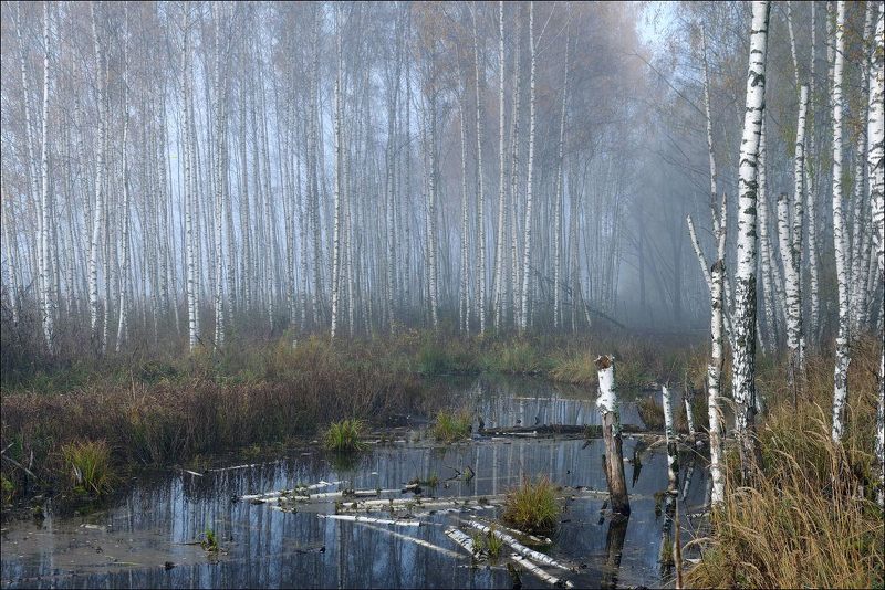 Ода осенним туманамphoto preview