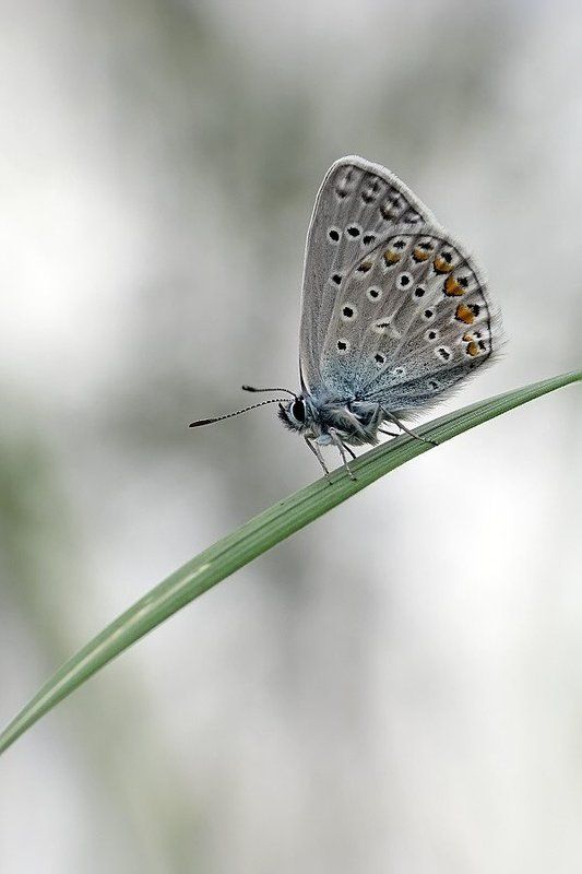 бабочка, голубянка пасмурная фото превью