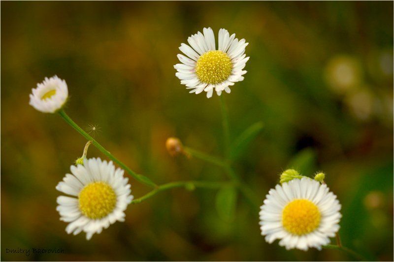 flowers, ромашки flowersphoto preview