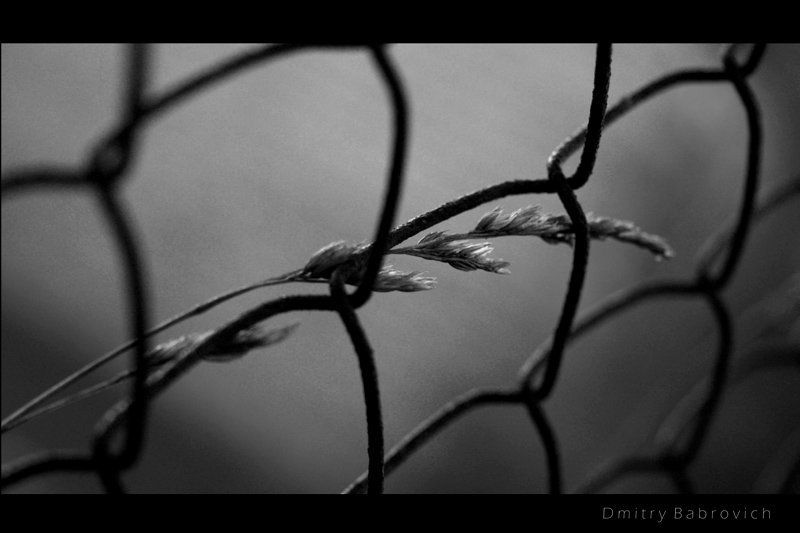 cage, freedom From the cage to freedomphoto preview