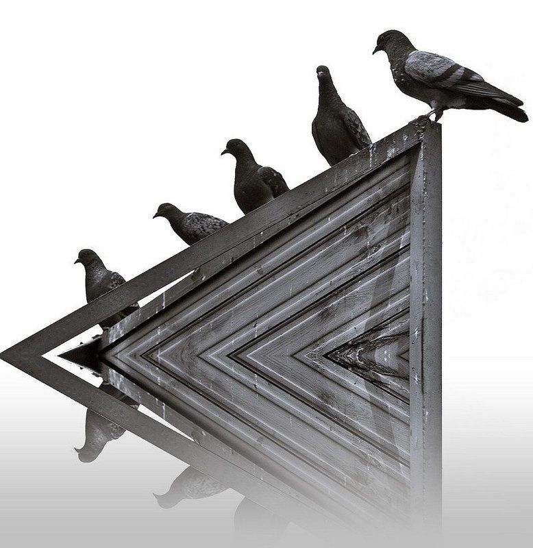 городские, птицы, голуби Городские птицыphoto preview